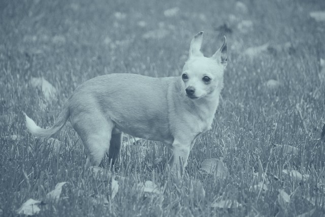 A chihuahua in the grass