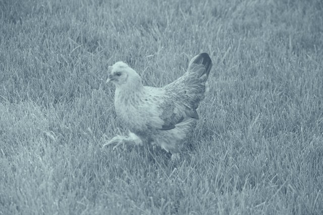 A golden hen