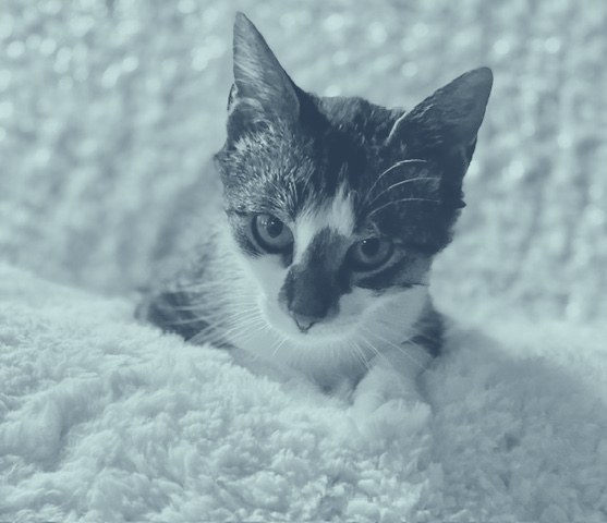 A small kitten resting on a soft blanket