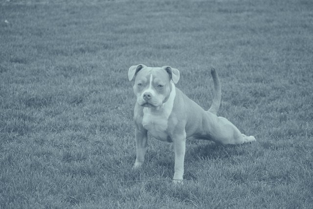 A pitbull in a play stance