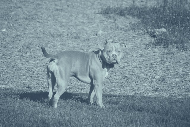 A pitbull puppy outside