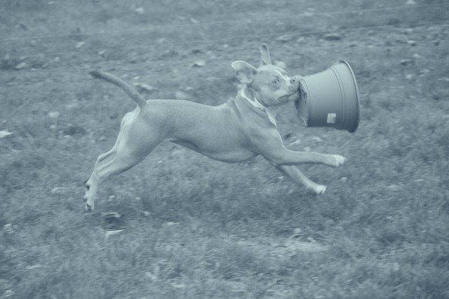 A pitbull running joyfully