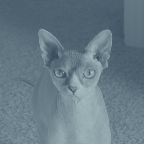 A sphynx cat portrait